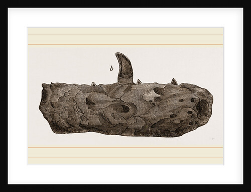 Portion of Lower Jaw Megalosaurus by Anonymous