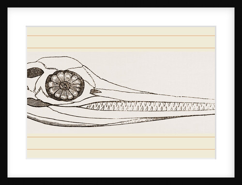 Upper Skull of Ichthyosaurus by Anonymous