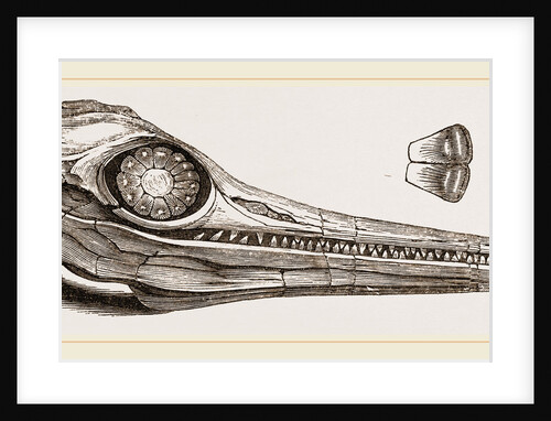 Upper Skull of Ichthyosaurus by Anonymous