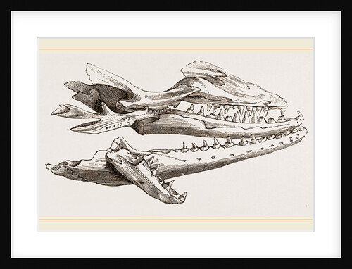 Head of Camper's Mosasaurus by Anonymous