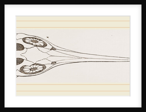 Upper Skull of Ichthyosaurus by Anonymous