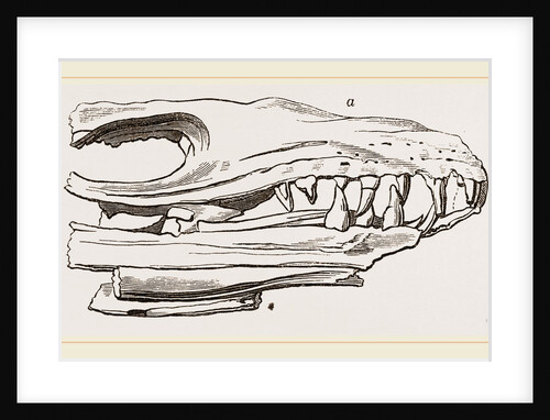 Head of Sommering's Geosaurus by Anonymous