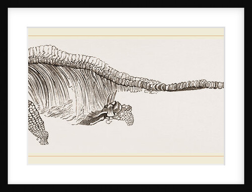 Ichthyosaurus by Anonymous