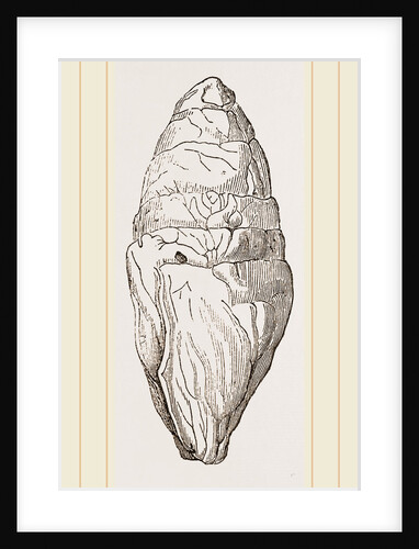 Coprolite of lchthyosaurns by Anonymous