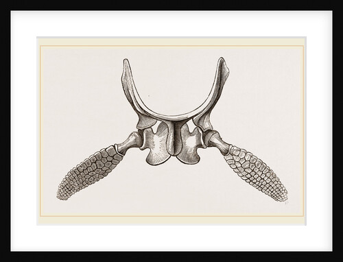 Sternal Arch and Anterior Paddles of Ichthyosaurus by Anonymous