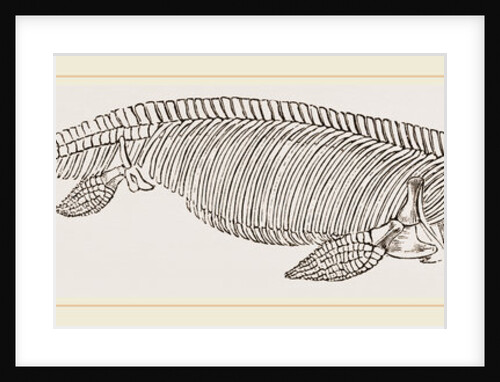 Ichthyosaurus by Anonymous