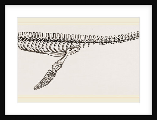 Skeleton of Plesiosaurus restored by Anonymous