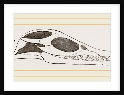 Head of Plesiosaurus by Anonymous