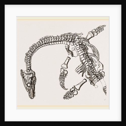 Plesiosaurus as imbedded by Anonymous