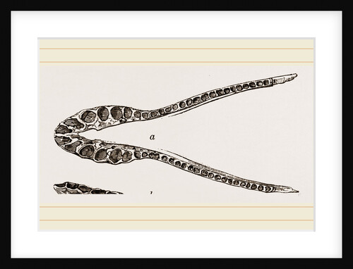 Lower Jaw of Plesiosaurus by Anonymous