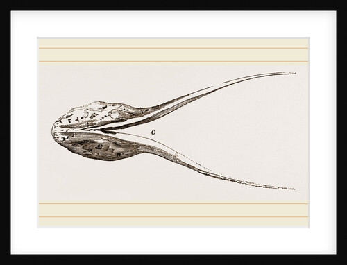 Lower Jaw of Plesiosaurus by Anonymous