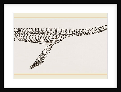 Skeleton of Plesiosaurus restored by Anonymous