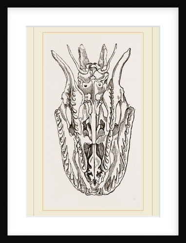 Skull of Python by Anonymous
