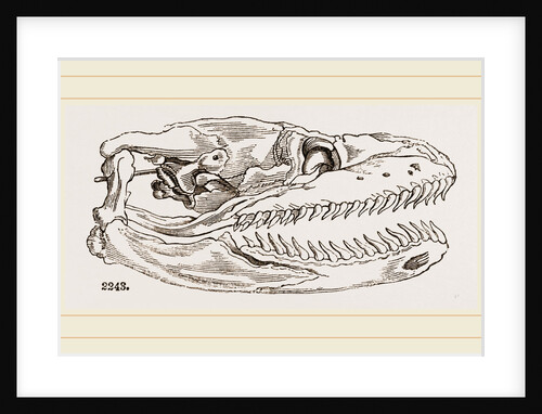 Skull of Python by Anonymous