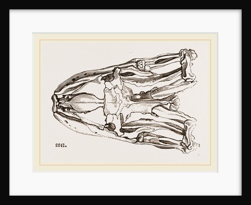 Skull of Python by Anonymous