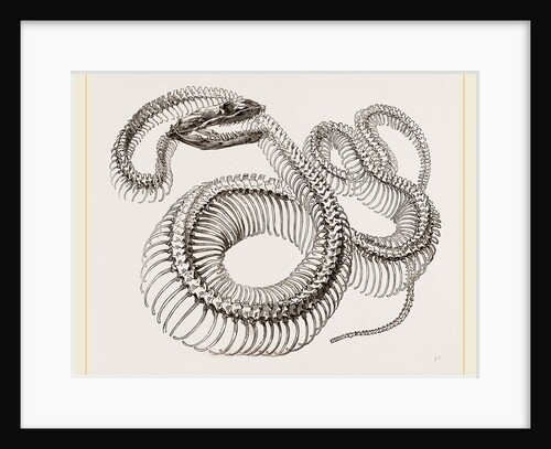 Skeleton of Boa Constrictor by Anonymous
