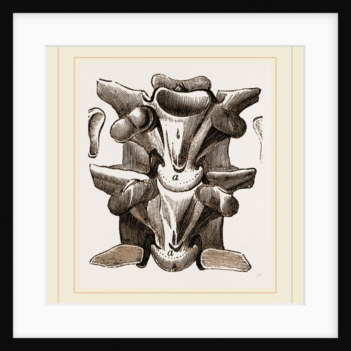 Vertebrre of Boa by Anonymous