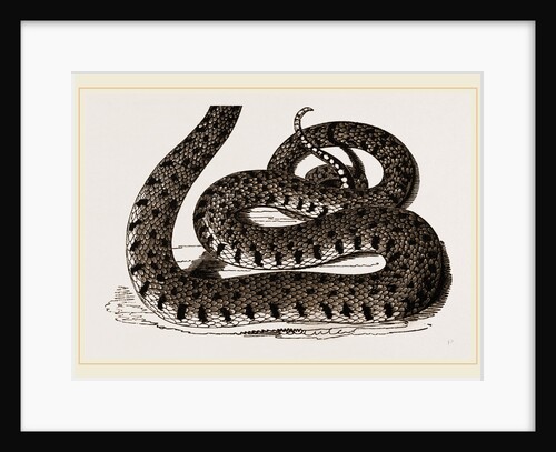 Ringed Snake by Anonymous