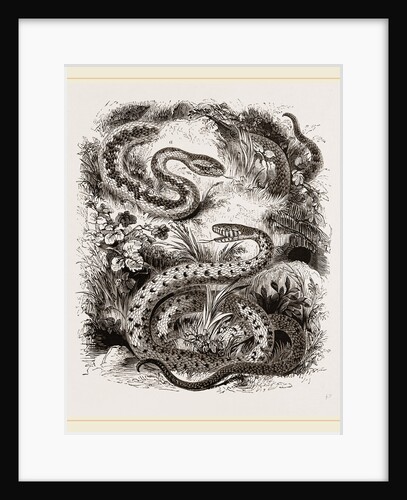 Common Adder and Ringed Snake by Anonymous