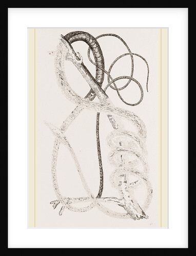 Golden Tree-Snake by Anonymous