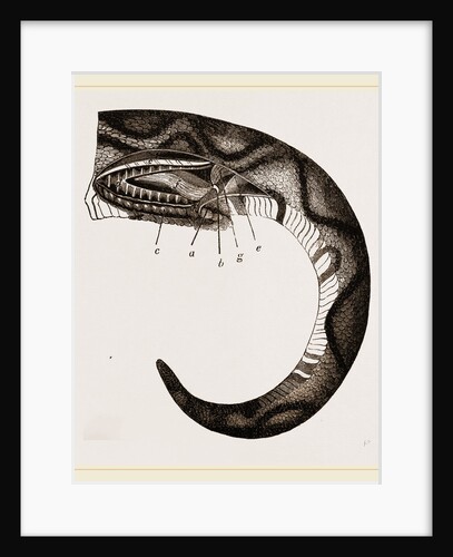 Tail of Boa by Anonymous