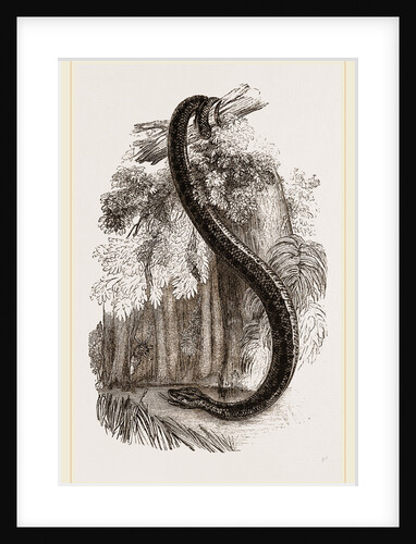 Anaconda by Anonymous