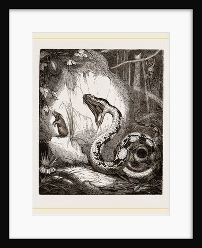 Boa Constrictor by Anonymous