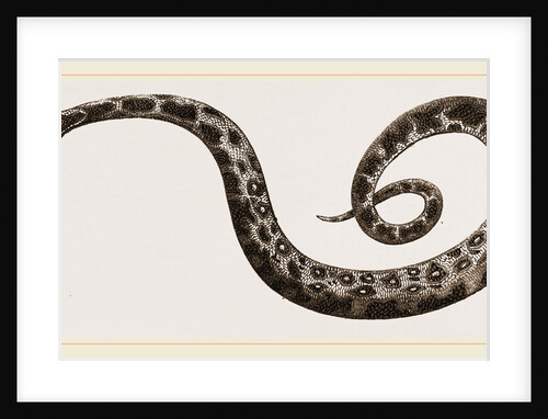 C6—Tiger-Python by Anonymous