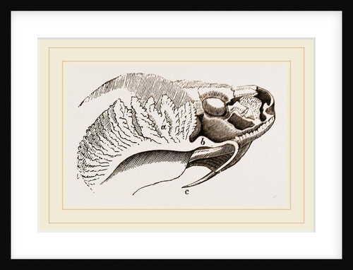 Tooth and Poison-Gland of Trigonocephalus by Anonymous