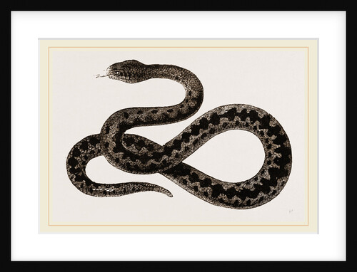 Viper by Anonymous