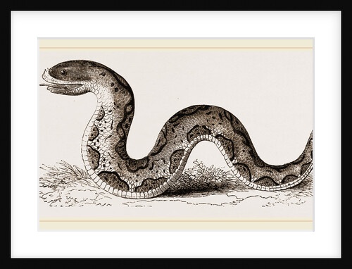 El Effah Viper by Anonymous