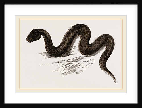 Unadorned Viper by Anonymous