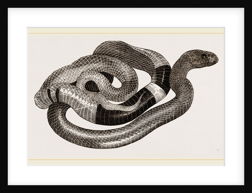 Egyptian Cobra or Asp by Anonymous