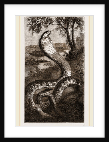 Egyptian Cobra by Anonymous
