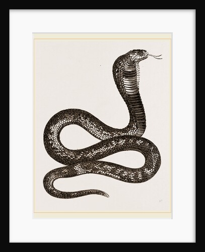 Egyptian Cobra by Anonymous