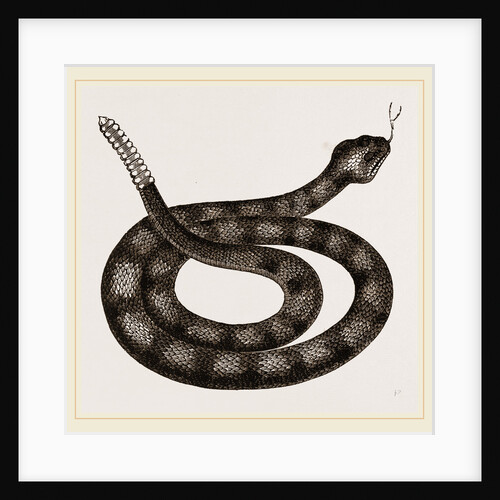 Rattlesnake by Anonymous