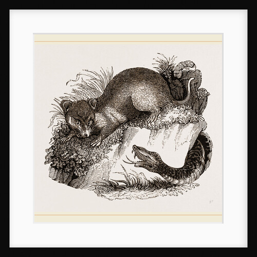 Rattlesnake and Opossum by Anonymous