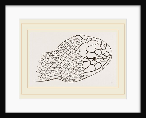 Head of Brown's Acanthophis by Anonymous