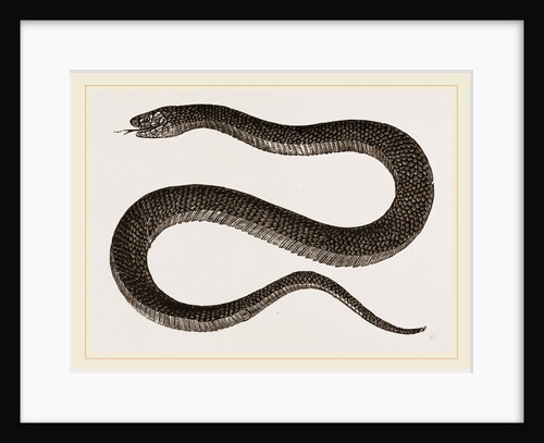 Lesson's Acanthophis by Anonymous
