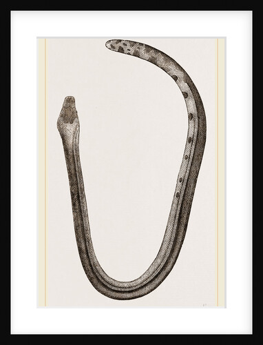 Bicoloured Sea-Snake by Anonymous