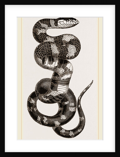 Banded Bungarus by Anonymous