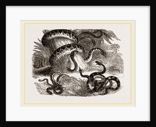 Group of Terrestrial Snakes by Anonymous