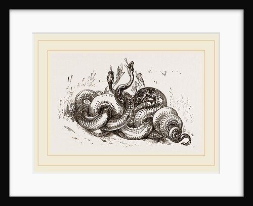 Snakes aroused from hybernation by Anonymous