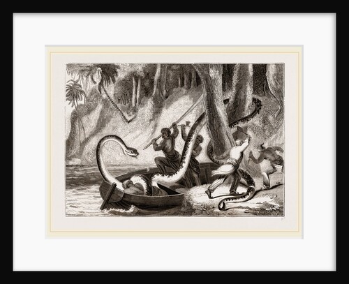 Boa attacking a sleeping lasear by Anonymous