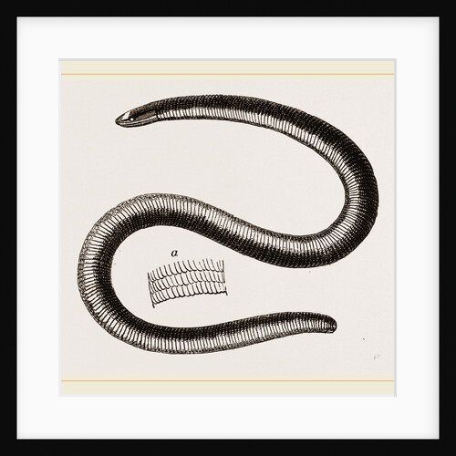 Two-banded Caecilia by Anonymous