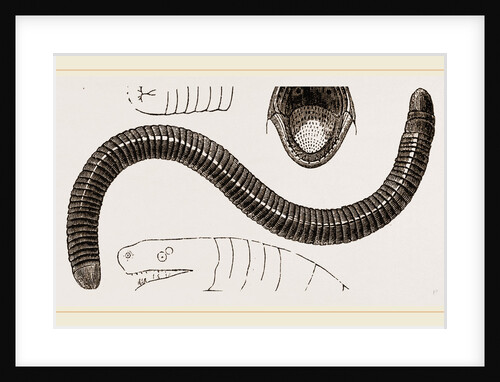 Ringed Caecilia by Anonymous