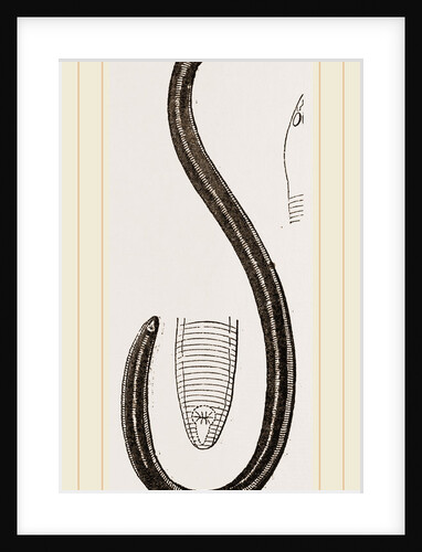 Two-banded Caecilia by Anonymous
