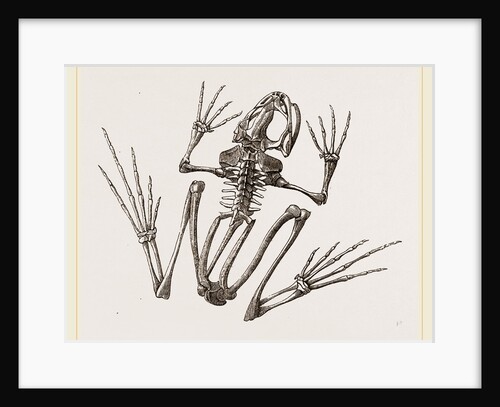 Skeleton of Common Frog by Anonymous