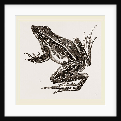 Water-Frog by Anonymous