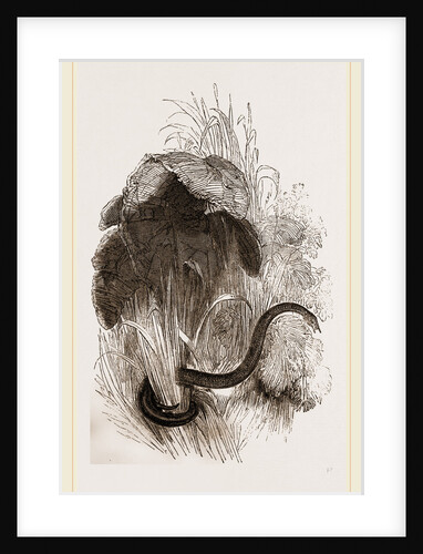 Herpeton tentaculatus by Anonymous